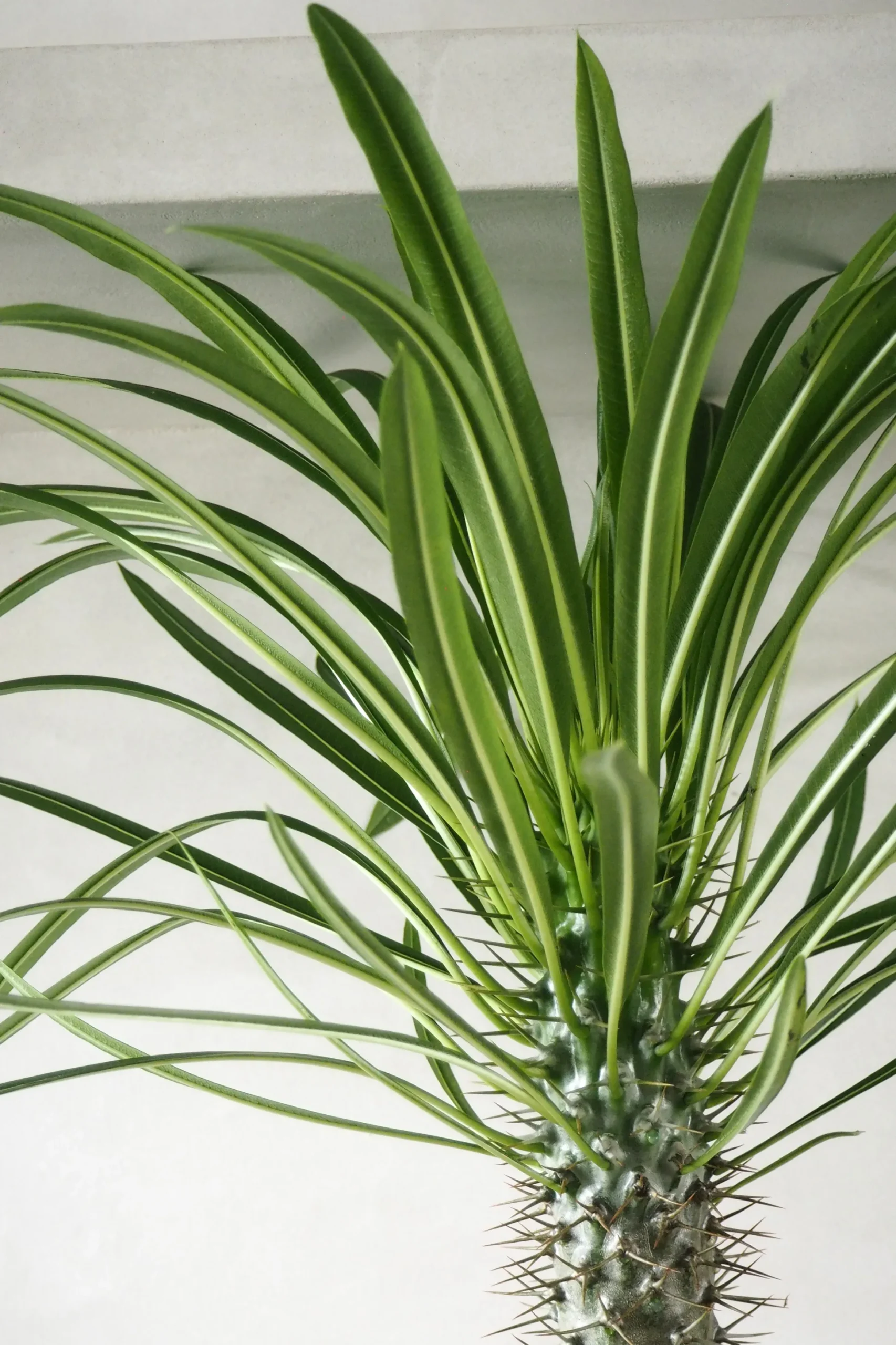 Madagaskar Palme, stor