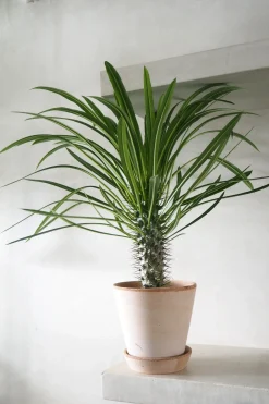 Madagaskar Palme, stor