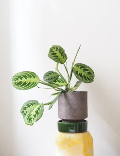 Maranta lemon lime