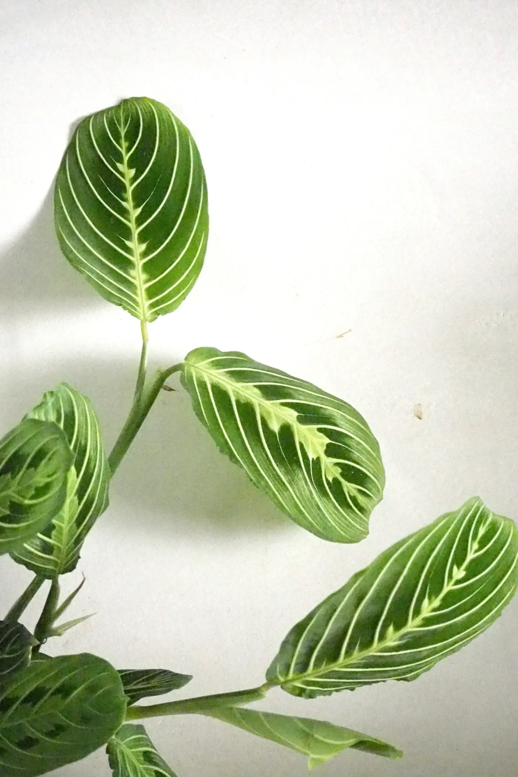 Maranta lemon lime