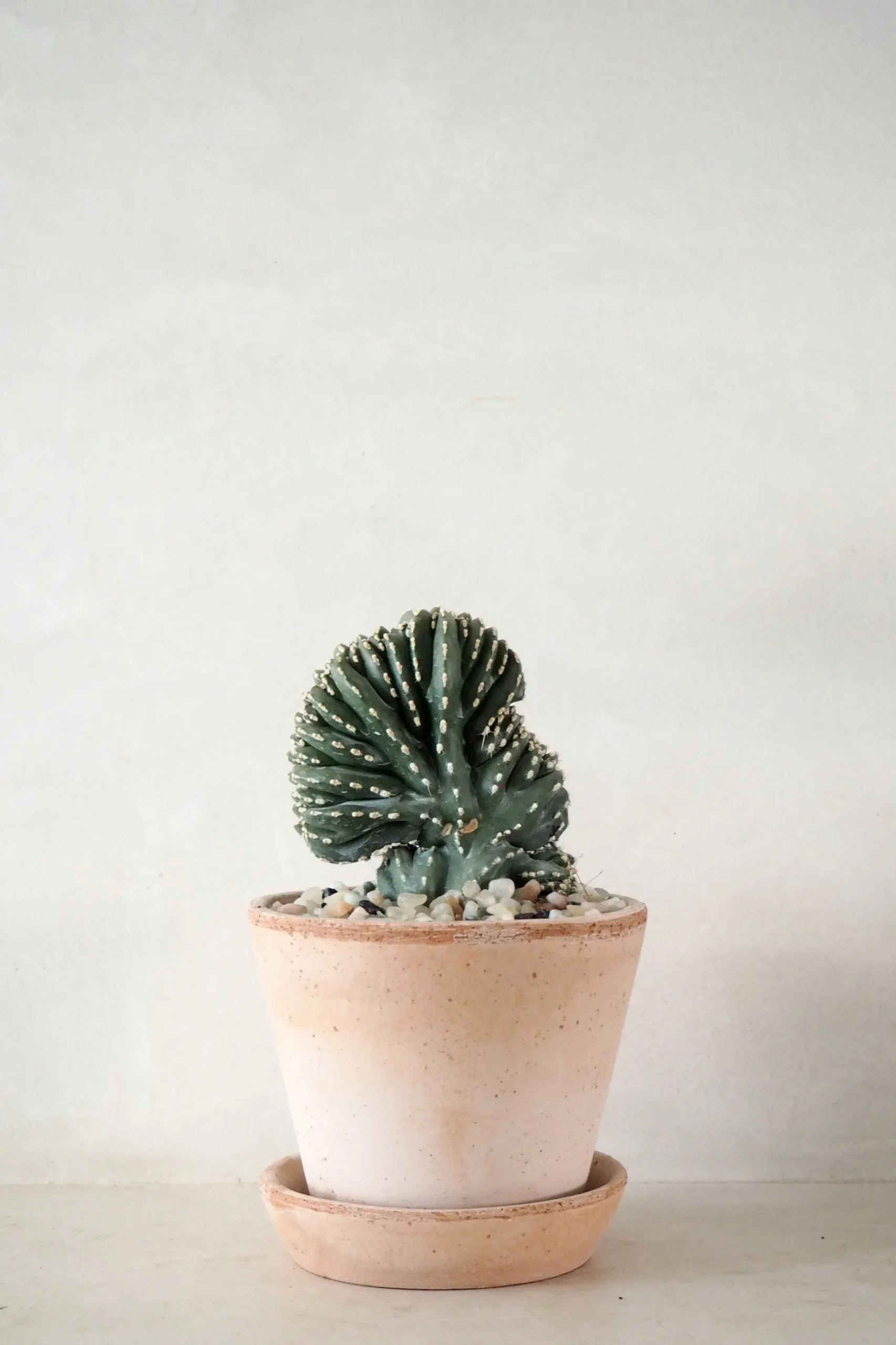 Marginatocereus Cristata