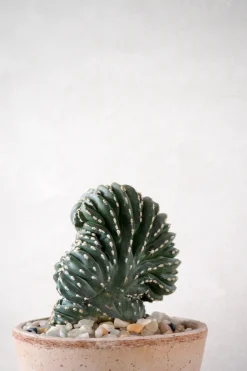 Marginatocereus Cristata