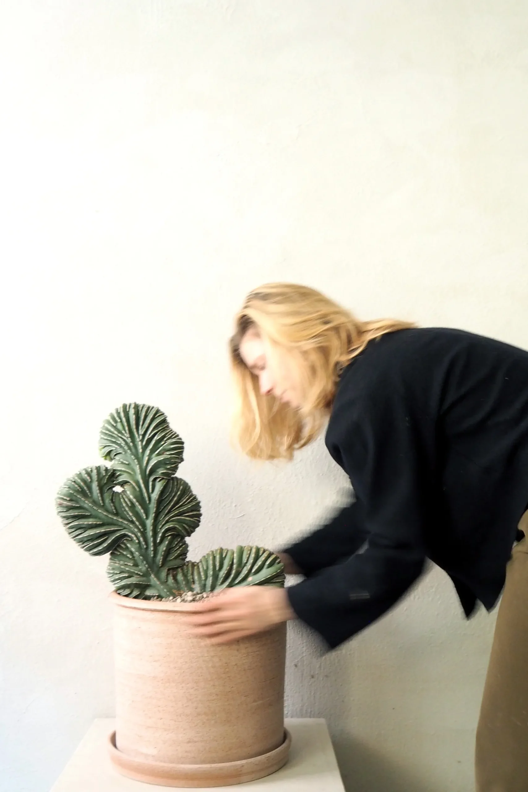 Marginatocereus Marginatus f. Crestata, Unika XL