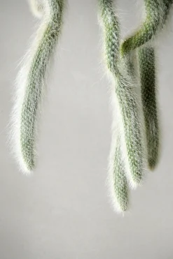 Monkey's Tail kaktus