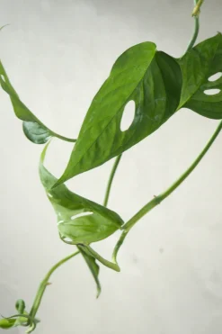 Monstera Acuminata