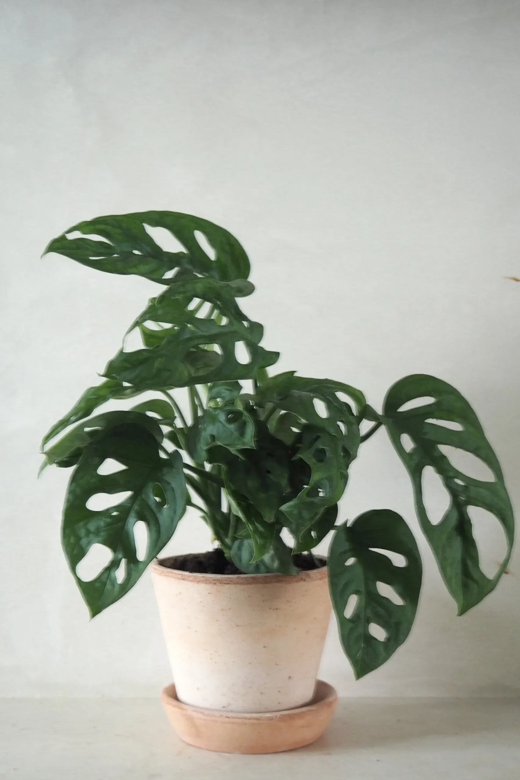 Monstera Adansonii