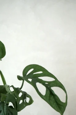 Monstera Adansonii