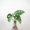 Monstera adansonii i vase, rosa