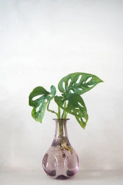 Monstera adansonii i vase, rosa