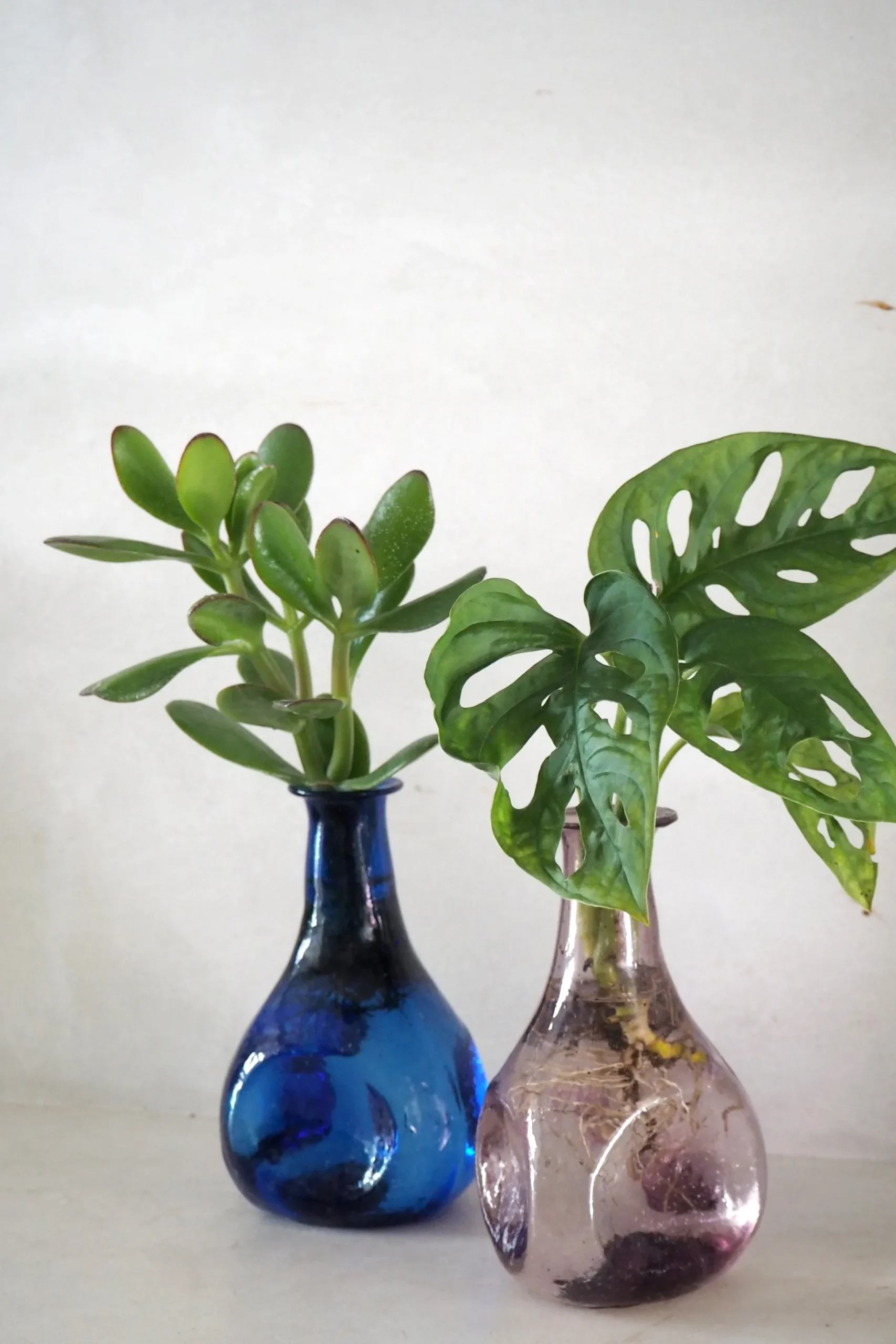 Monstera adansonii i vase, rosa