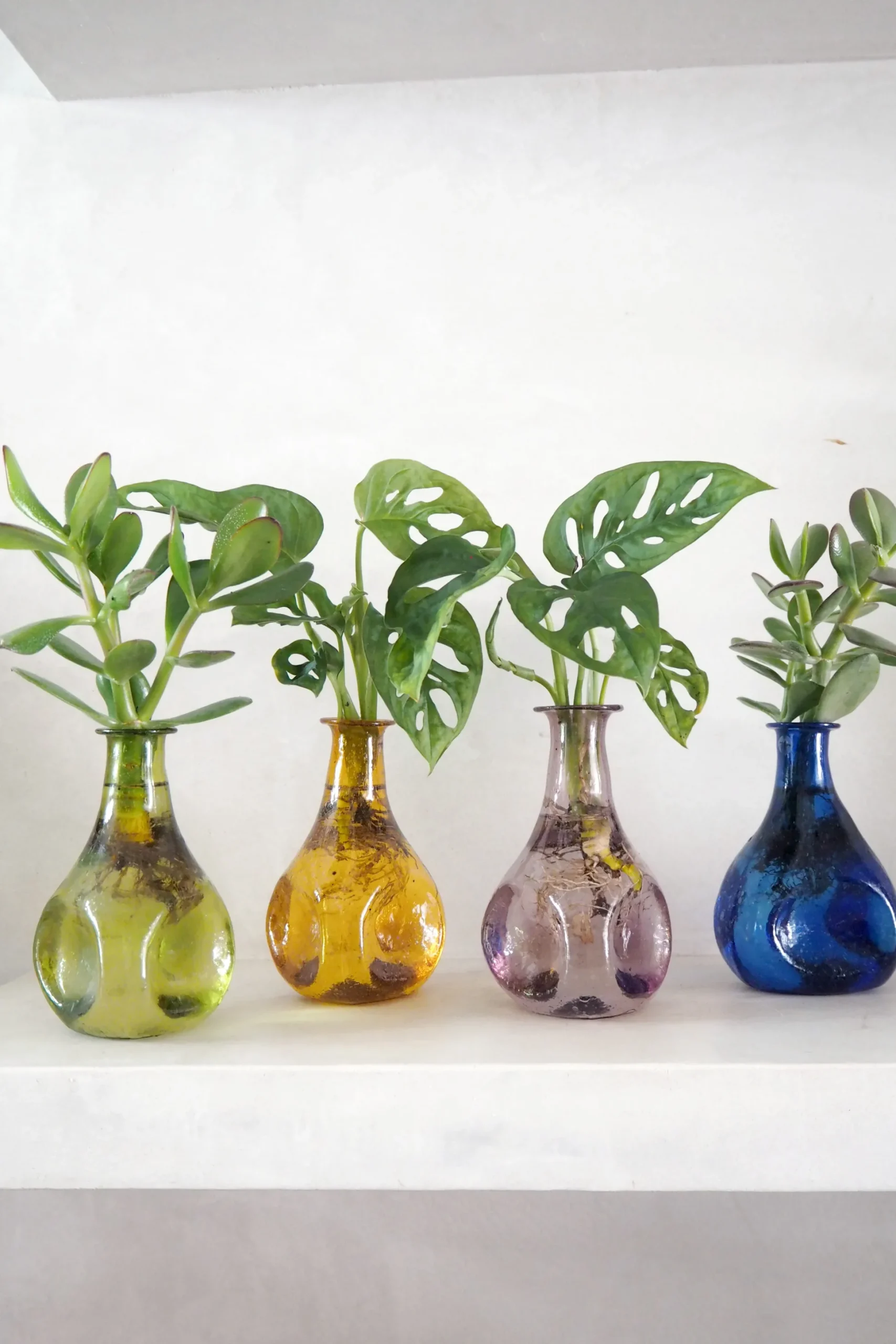 Monstera adansonii i vase, rosa