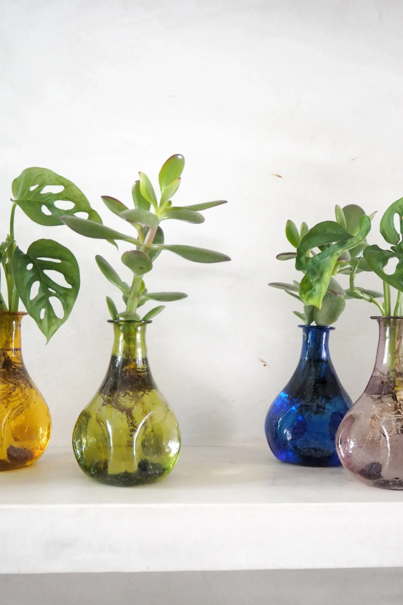 Monstera adansonii i vase, rosa