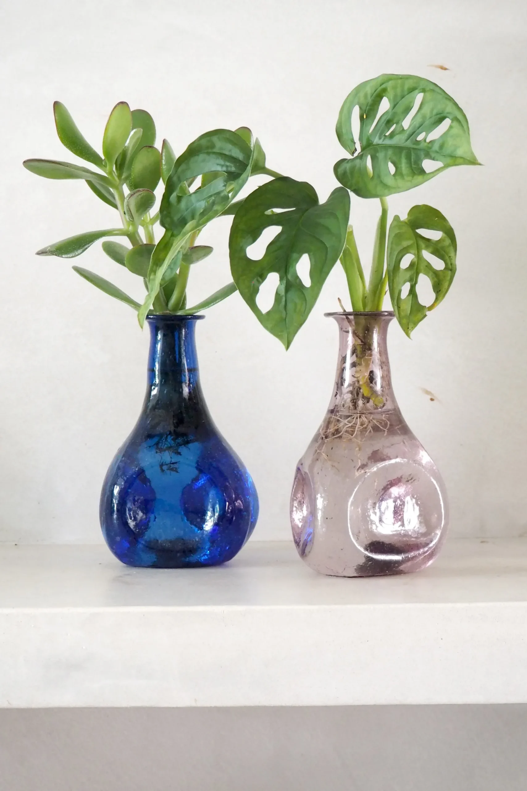 Monstera adansonii i vase, rosa