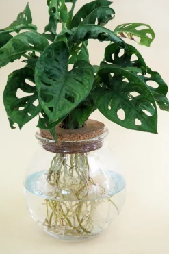 Monstera i glaskolbe