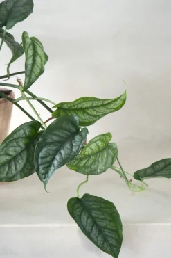 Monstera siltepecana