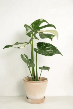 Monstera variegata 'Thai Constellation'