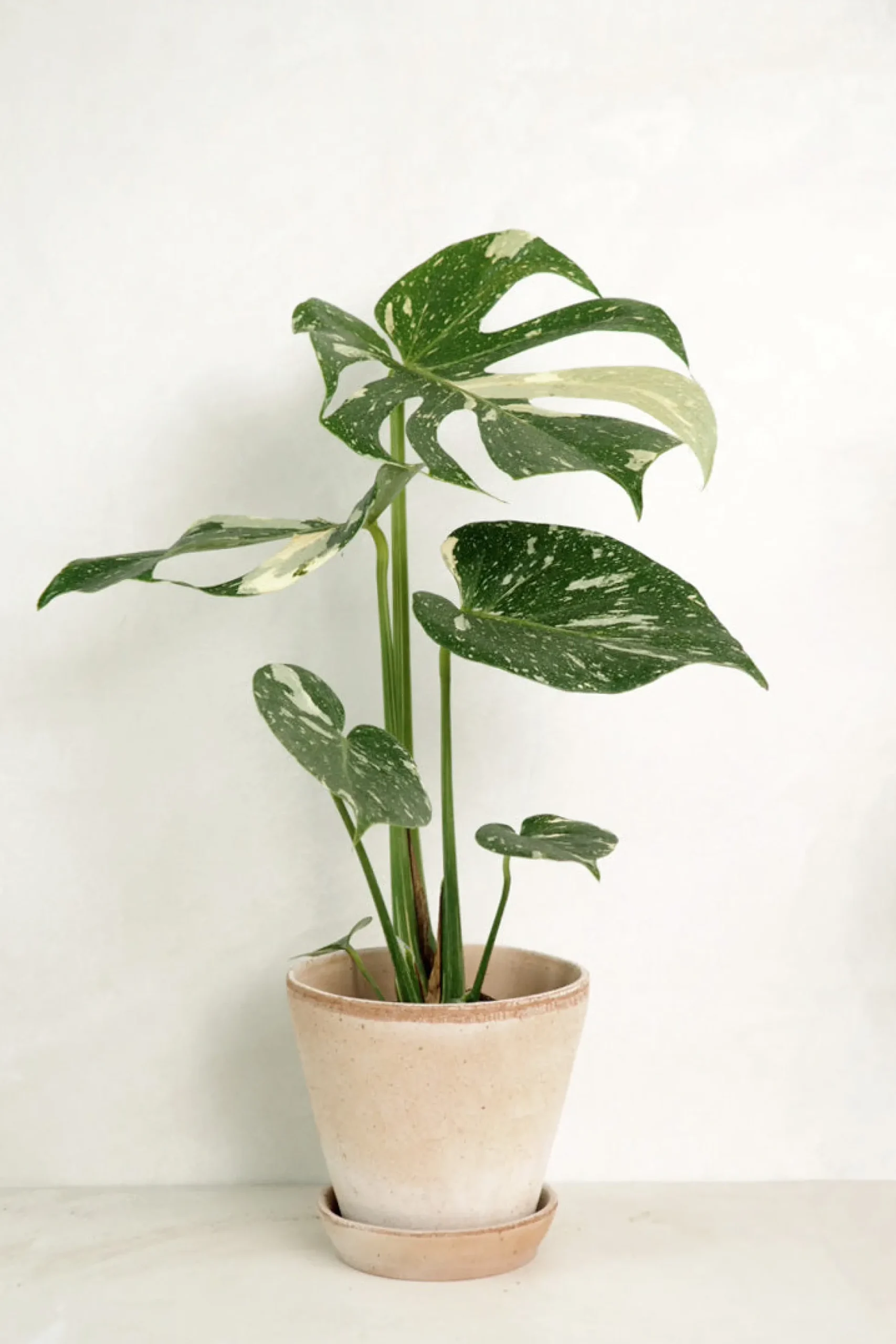 Monstera variegata 'Thai Constellation'