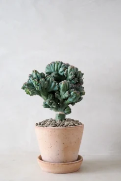 Myrtillocactus geometrizans cr. minor