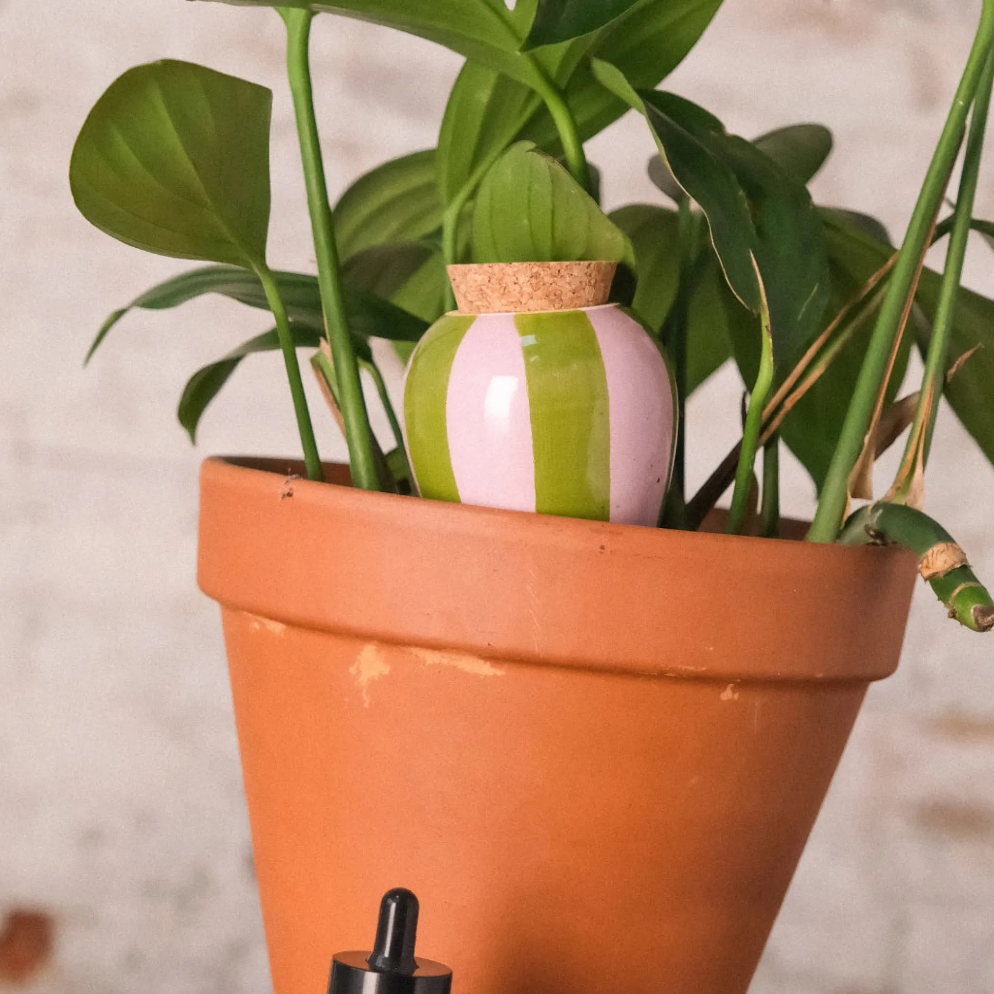 Olla selvvander - lilla/grøn