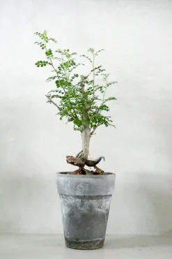 Operculicary decaryi