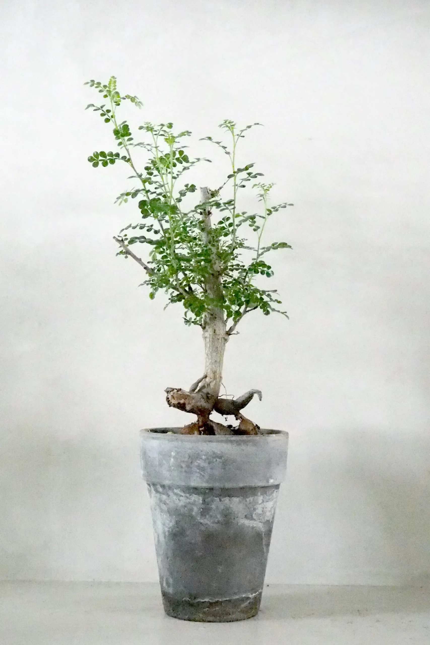 Operculicary decaryi