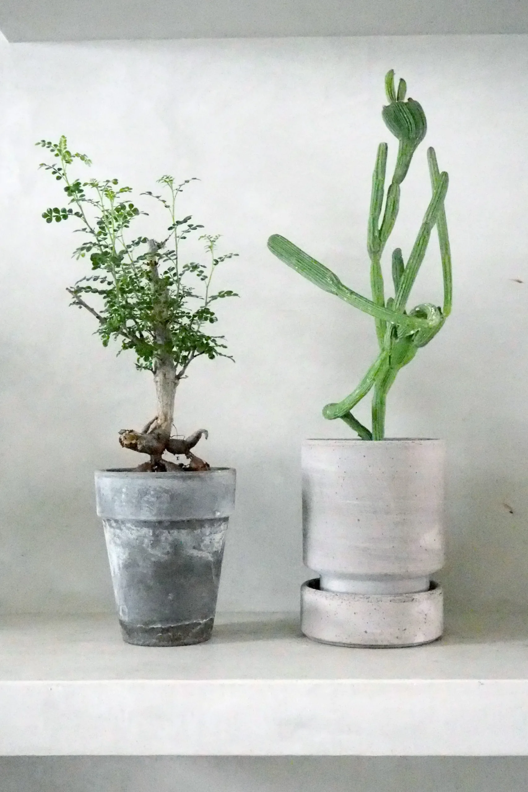 Operculicary decaryi