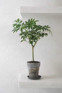 Opstammet Schefflera