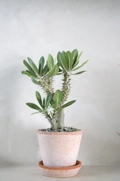 Pachypodium Horombense