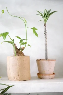 Pachypodium rutenbergianum