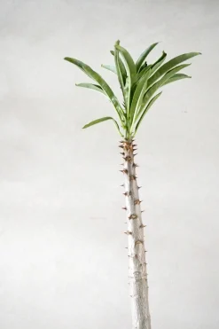 Pachypodium rutenbergianum