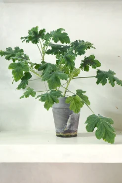 Pelargonium Chocolate