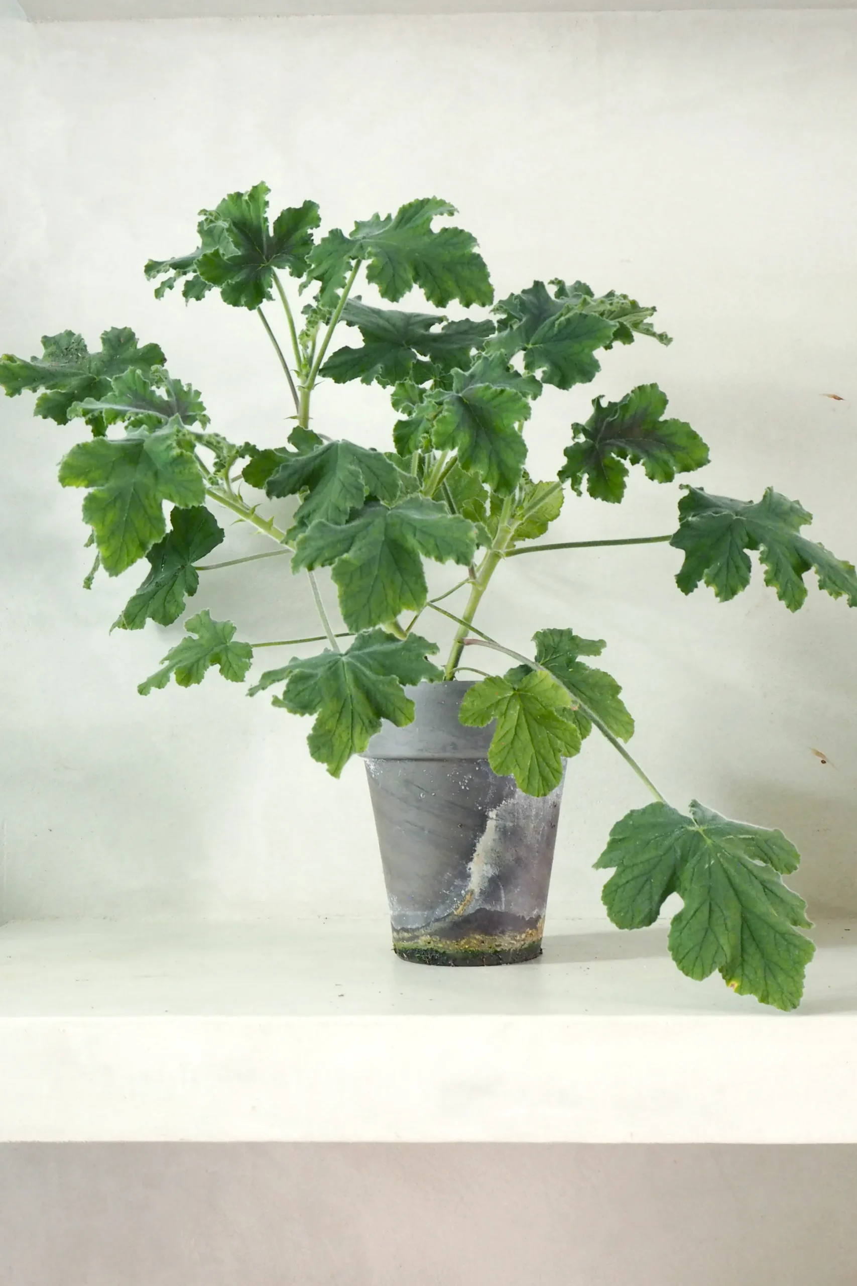 Pelargonium Chocolate