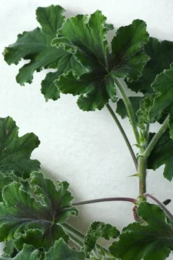 Pelargonium Chocolate