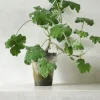 Pelargonium Tomantose