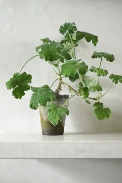 Pelargonium Tomantose