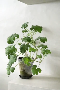 Pelargonium Tomantose