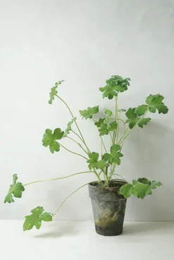 Pelargonium Tomantose