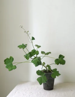 Pelargonium Tomantose