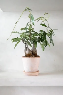 Petopentia natalensis