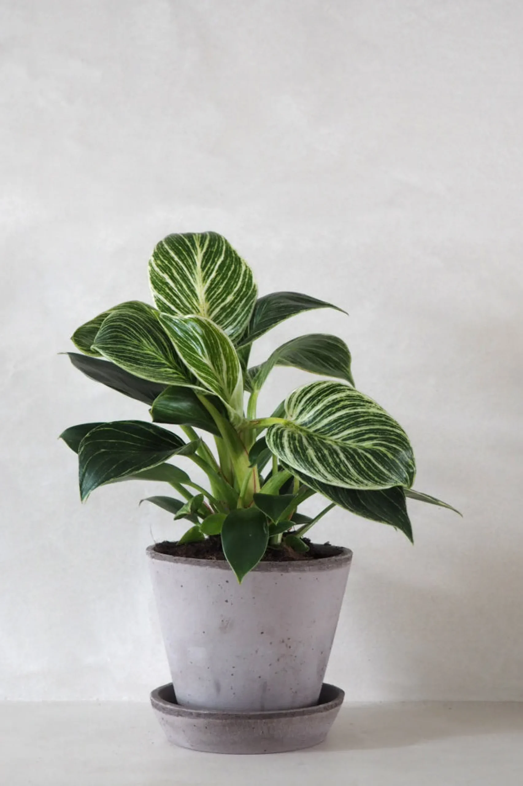 Philodendron Birkin