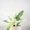 Philodendron Florida Ghost
