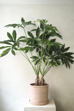 Philodendron Fun Bun
