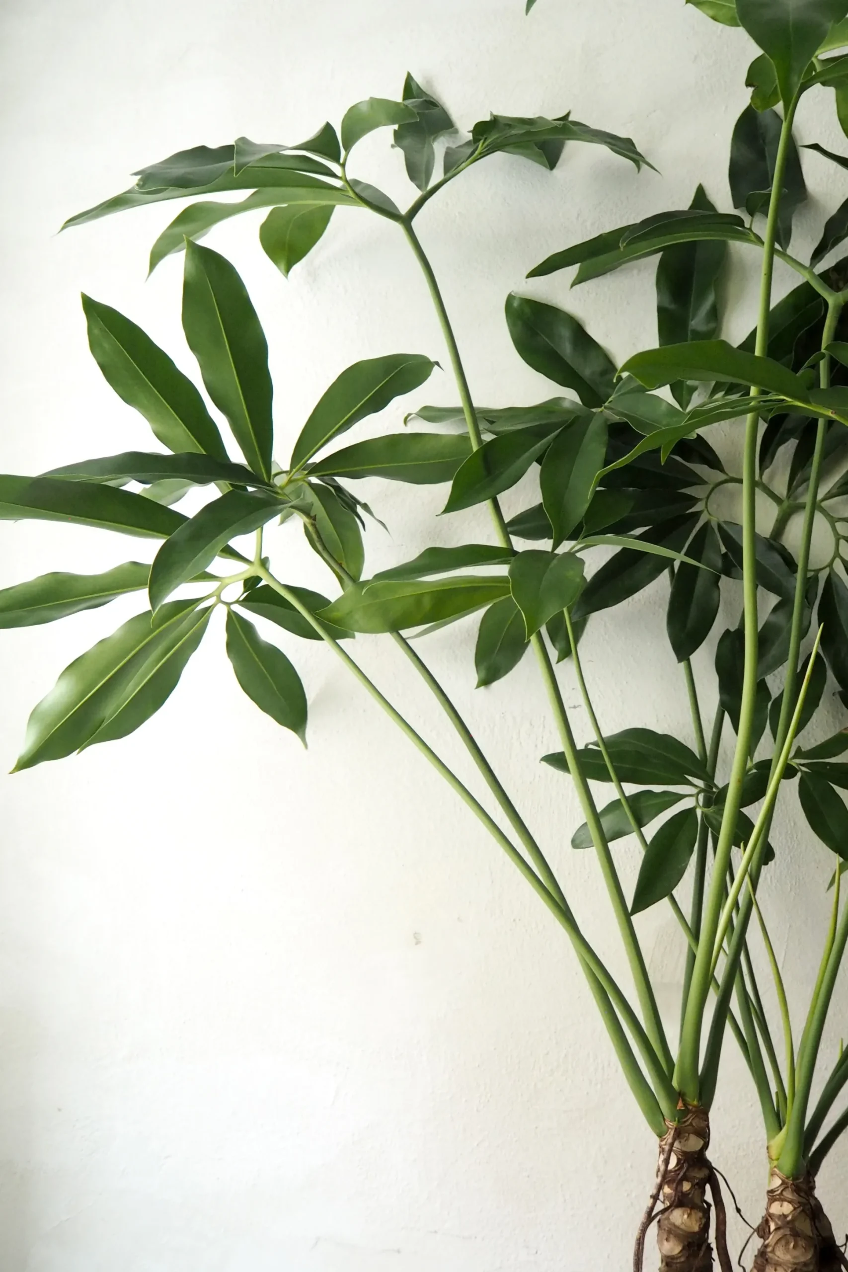 Philodendron Fun Bun