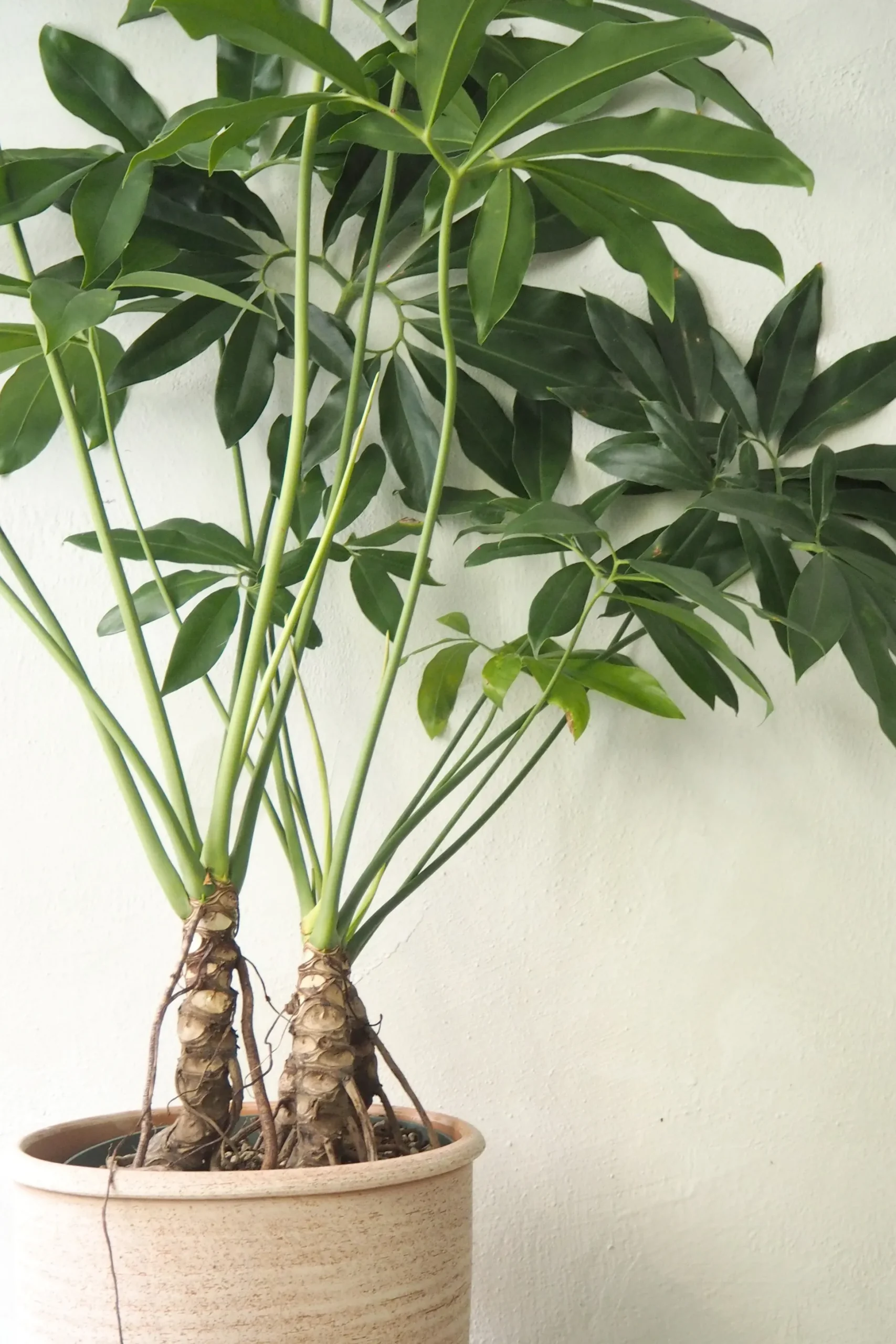 Philodendron Fun Bun