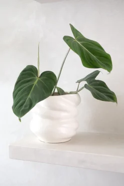 Philodendron Gloriosum