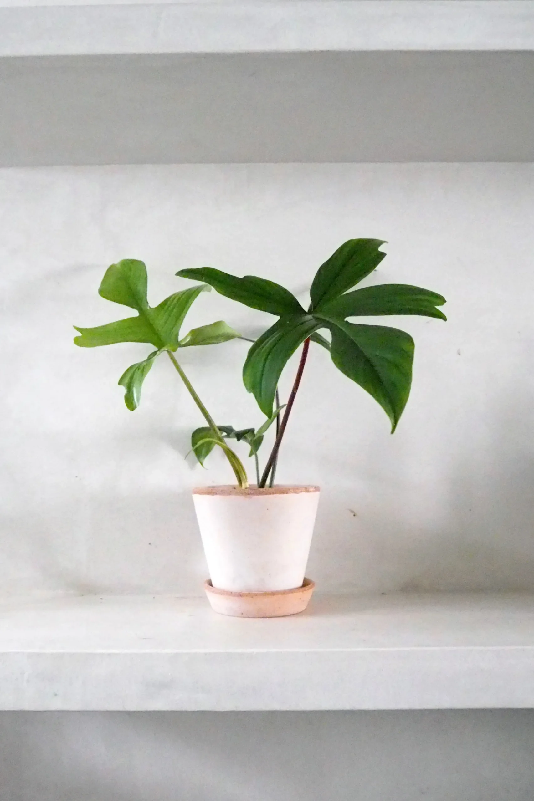 Philodendron Green Florida