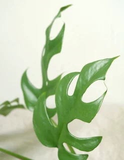 Philodendron Minima