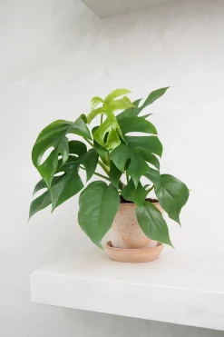 Philodendron Minima