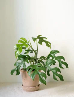 Philodendron Minima