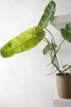 Philodendron paraiso verde